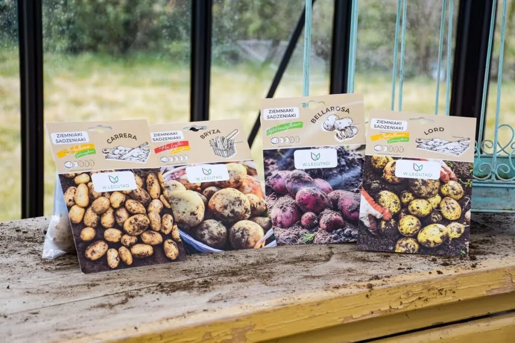 Kto odkrył ziemniaki i jak zmieniły one Europę na zawsze