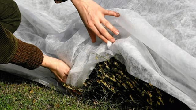 Kiedy odkryć truskawki po zimie, aby uniknąć uszkodzeń roślin?